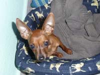 4 Monate Pinscher