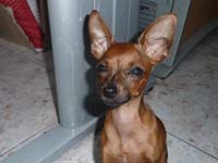 4 Monate ZwergPinscher