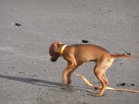 4 Monate Pinscher