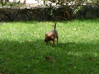 pinscher-welpen-spielend-im-park-1