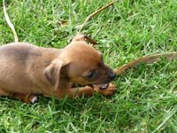 pinscher-welpen-spielend-im-park-10