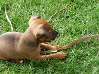 pinscher-welpen-spielend-im-park-11