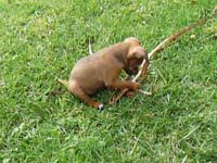 pinscher-welpen-spielend-im-park-12