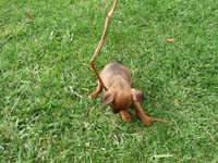 pinscher-welpen-spielend-im-park-3