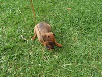 pinscher-welpen-spielend-im-park-4