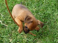 pinscher-welpen-spielend-im-park-5