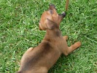 pinscher-welpen-spielend-im-park-6