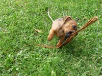 pinscher-welpen-spielend-im-park-7