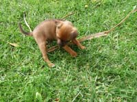 pinscher-welpen-spielend-im-park-8