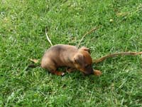 pinscher-welpen-spielend-im-park-9