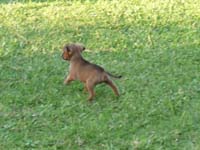 pinscher-welpe-spielend-im-park-2