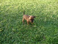 pinscher-welpe-spielend-im-park-4