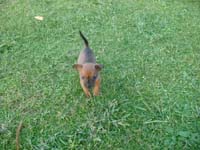 pinscher-welpe-spielend-im-park-5