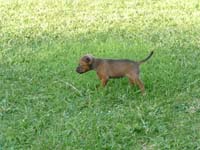 pinscher-welpe-spielend-im-park-6