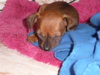 schlaf-pinscher-2