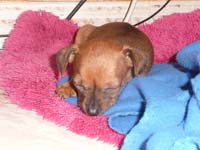 schlaf-pinscher-3