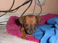 schlaf-pinscher-9