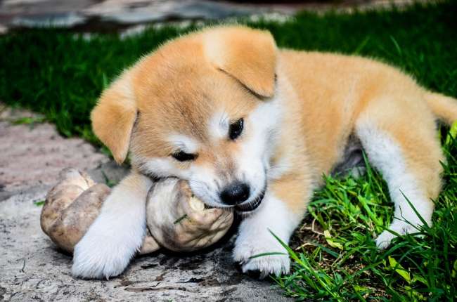 Akita Inu Welpe mit Knabberknochen