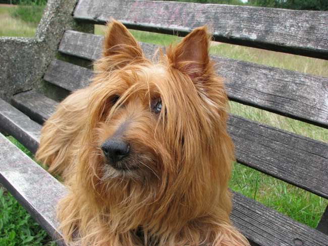 Brauner Australian Terrier