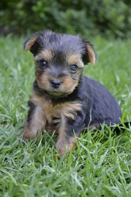 Ein Australien-Terrier-Welpe