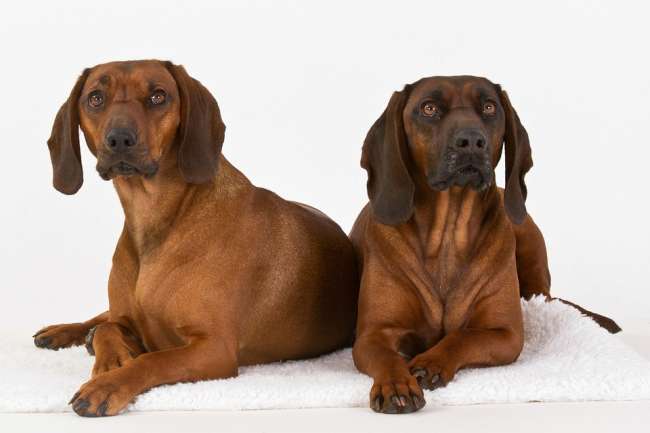 Bayerische Gebirgsschweißhunde