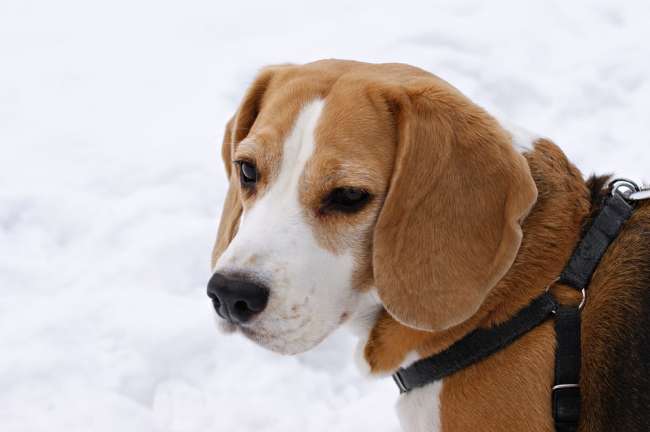 Beagle im Schnee