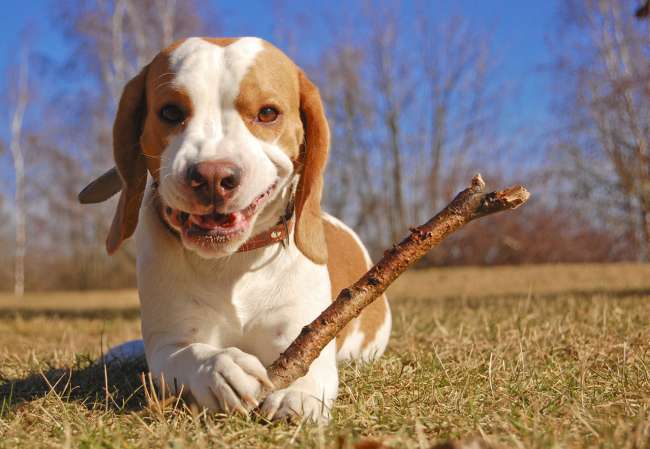 Beagle mit Stöckchen