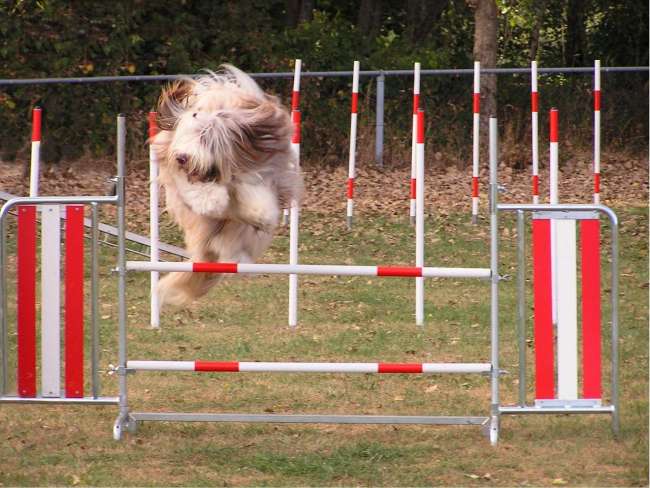 Bearded Collie Agility