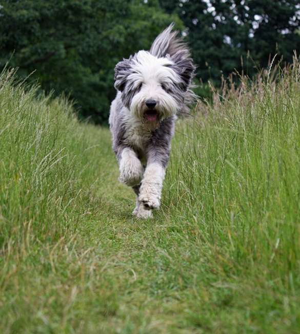 Grau-weißer Bearded Collie