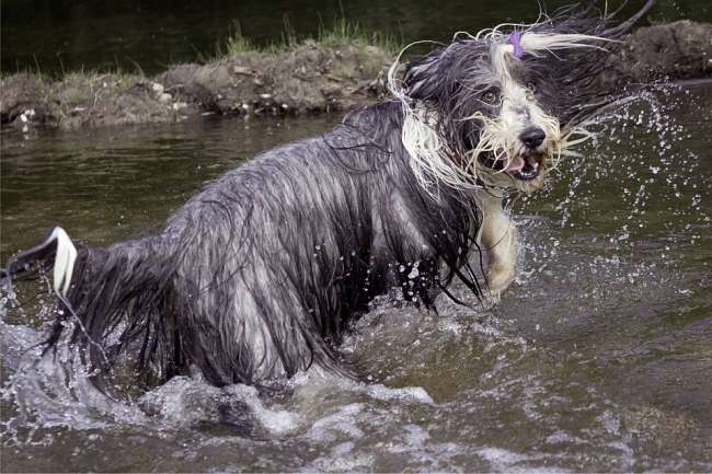 Bearded Collie im Wasser