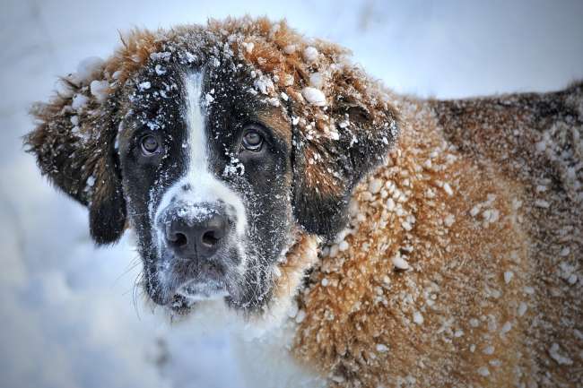 Bernhardiner-Hund im Schnee