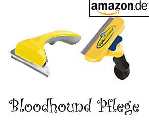 Bloodhound Pflege