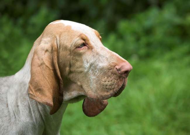 Bloodhound Profilansicht