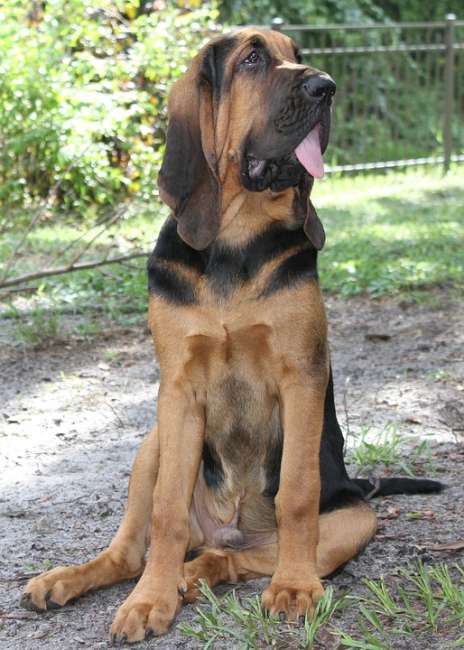 Schwarz-Brauner Bloodhound