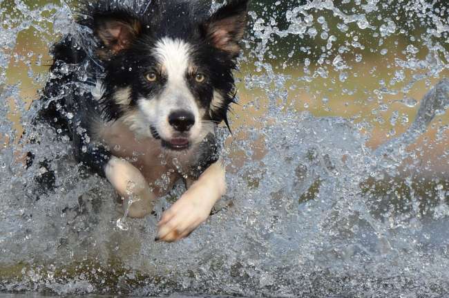 Border Collie im Wasser laufend