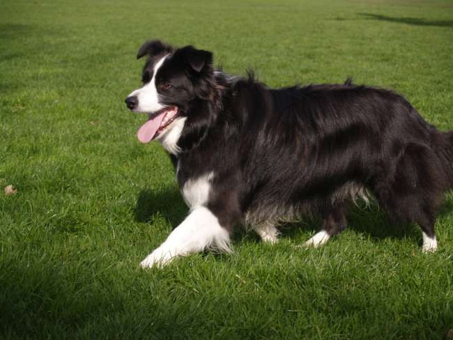 Schwarz Weißer Border Collie