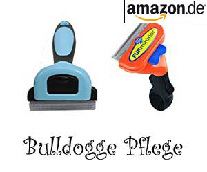 Bulldogge Pflege