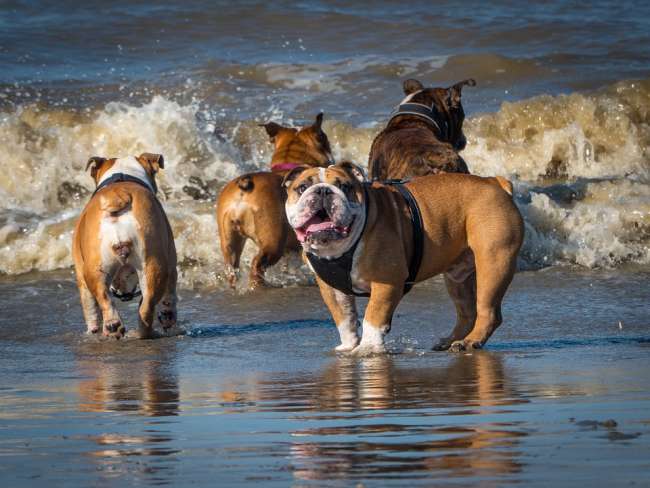 Urlaub am Meer: Spielende Bulldoggen am Strand