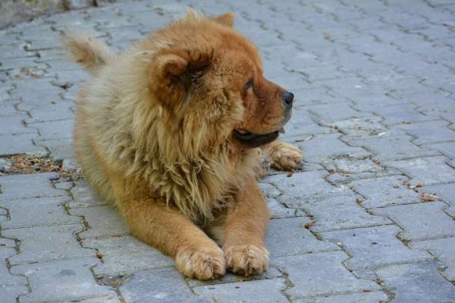 Chow-Chow, liegend