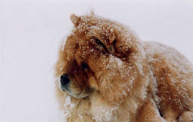 Chow-Chow im Schnee