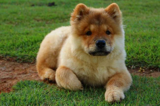 Chow-Chow-Welpe