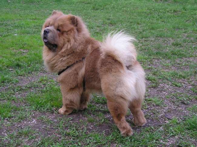 Chow-Chow