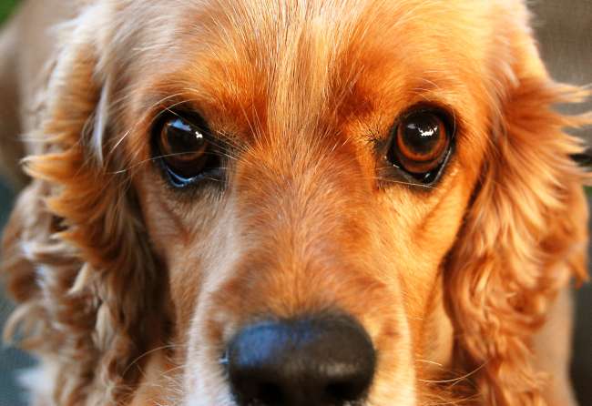 Portrait Cocker Spaniel