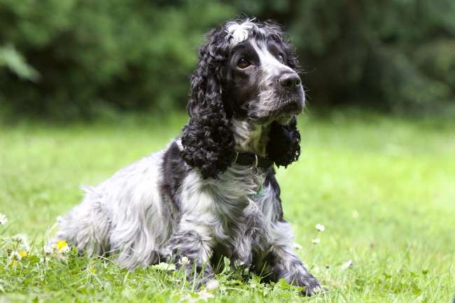 Schwarz-Weißer Cocker Spaniel