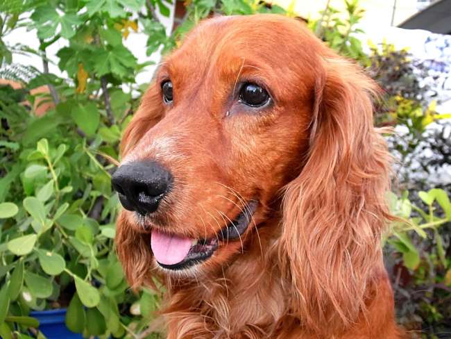 Brauner Cocker Spaniel