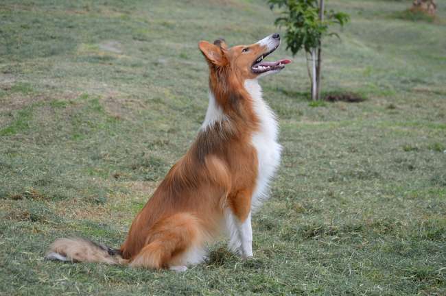 Collie Junghund