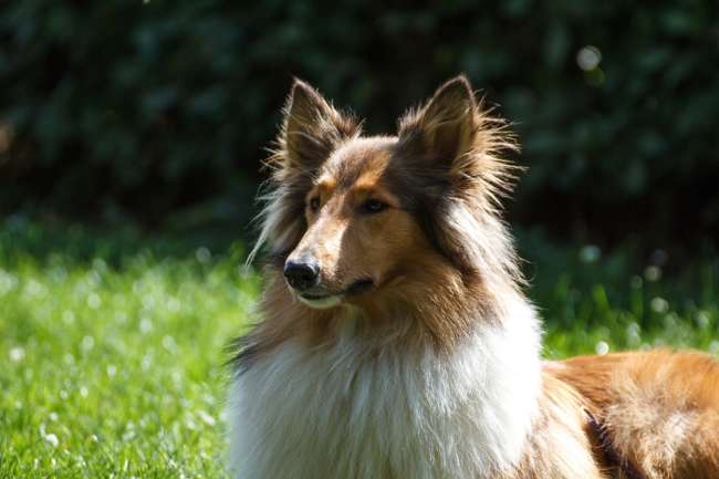 Collie