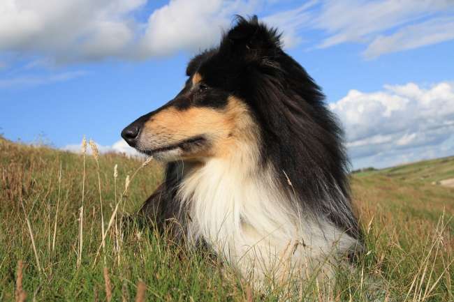 Dreifärbiger Collie