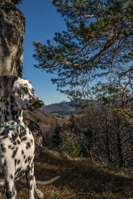 Dalmatiner in den Bergen Österreichs