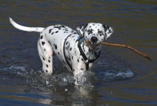 Dalmatiner im Wasser